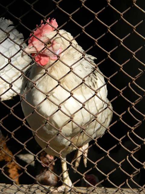 这项运动中 这项运动中